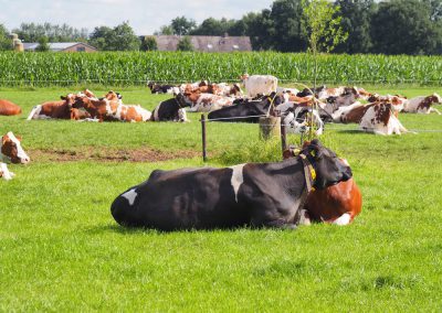 Koeien in de weide